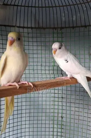 Love Birds