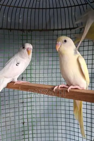 Love Birds