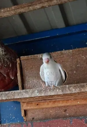 Love Birds