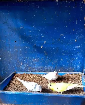 Love Birds