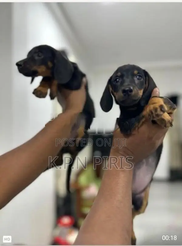 Dachshund Puppy