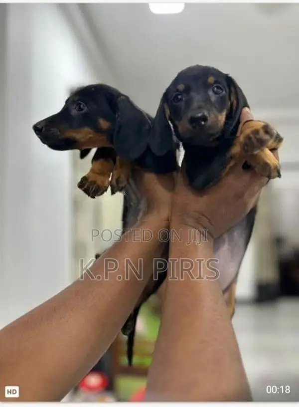 Dachshund Puppy