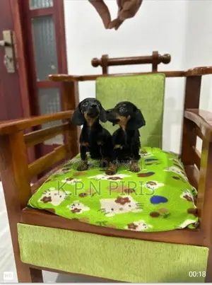 Dachshund Puppy