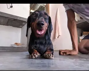 Dachshund Puppy