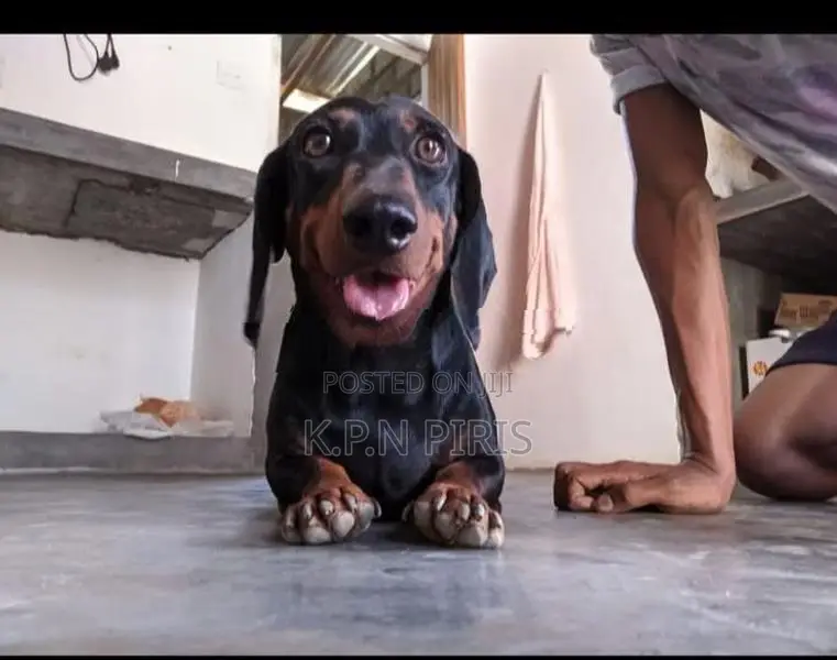 Dachshund Puppy
