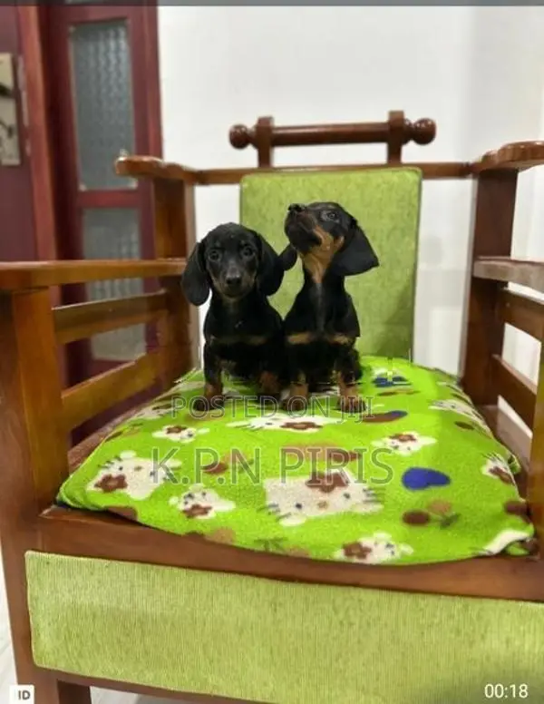 Dachshund Puppy