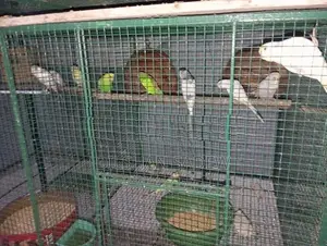 Love Birds