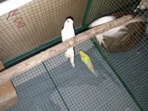 Love Birds
