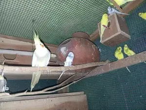 Love Birds