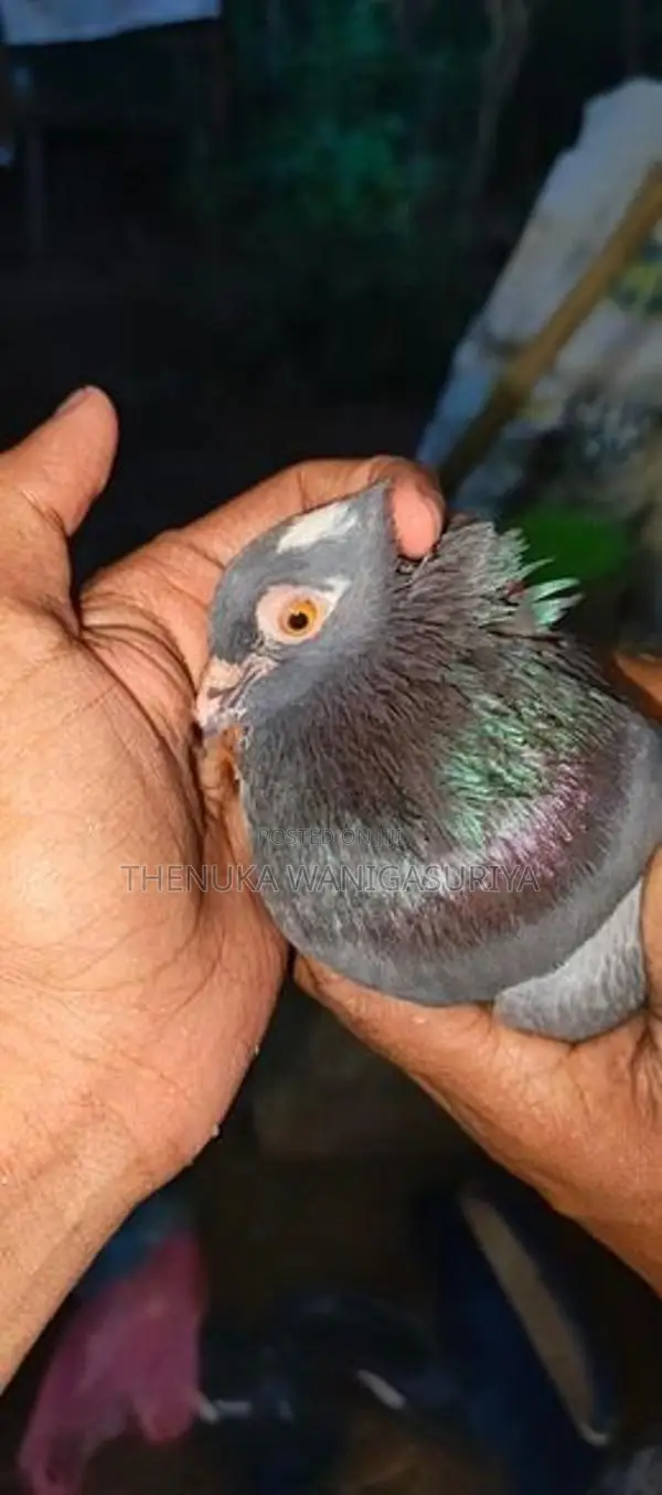 Pigeons