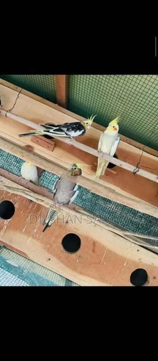Cockatiel Birds