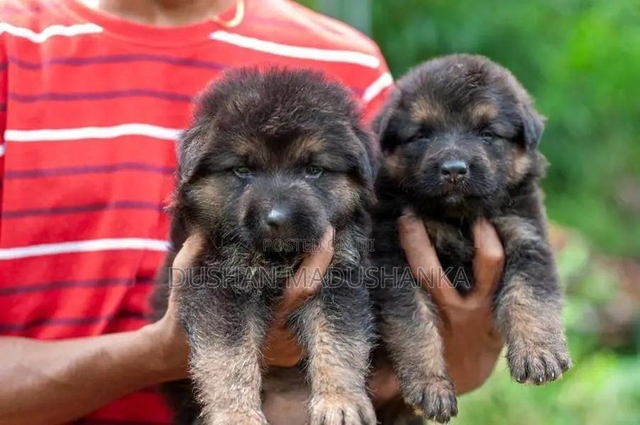German Shepherd Long Coat Puppies