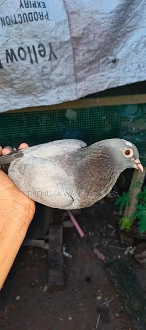 Pigeons
