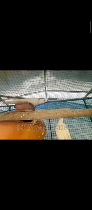 Cockatiel Birds