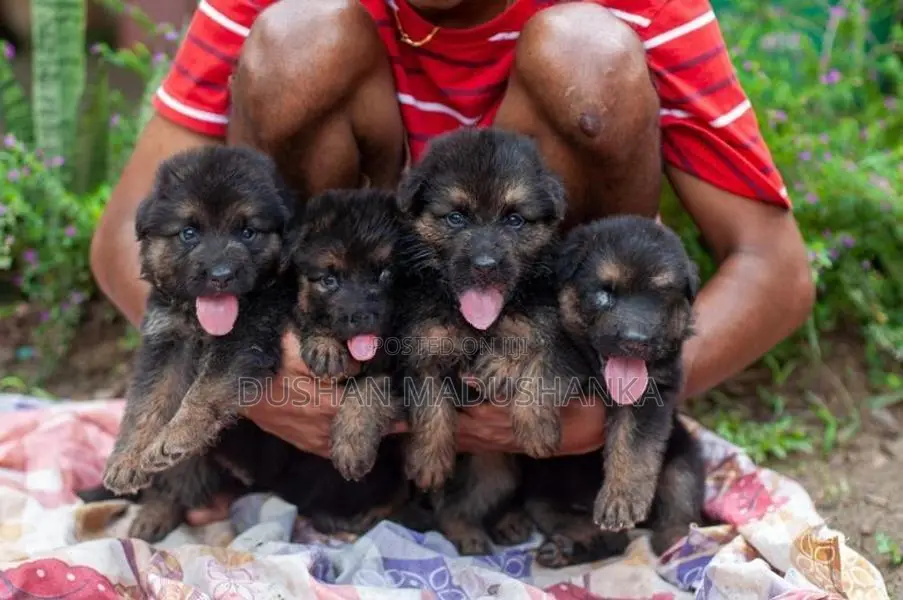 German Shepherd Long Coat Puppies