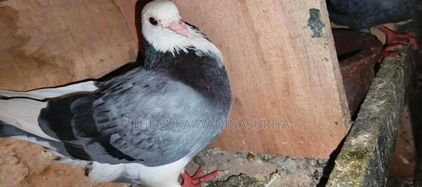 Pigeons