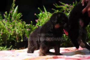 German Shepherd Long Coat Puppies