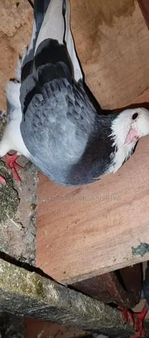 Pigeons