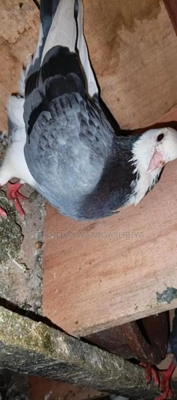 Pigeons