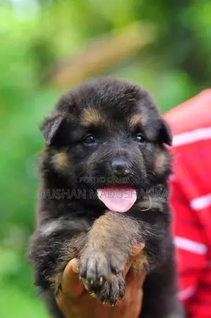 German Shepherd Long Coat Puppies