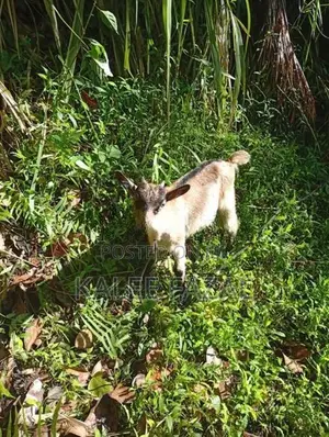 Saanen Goat