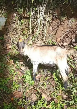 Saanen Goat