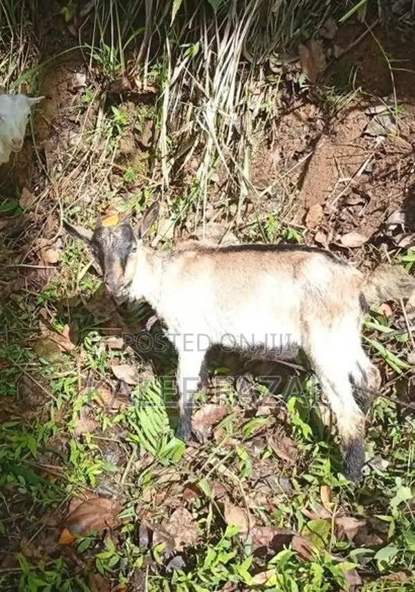 Saanen Goat
