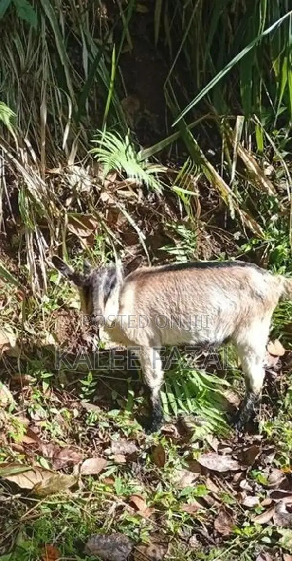 Saanen Goat