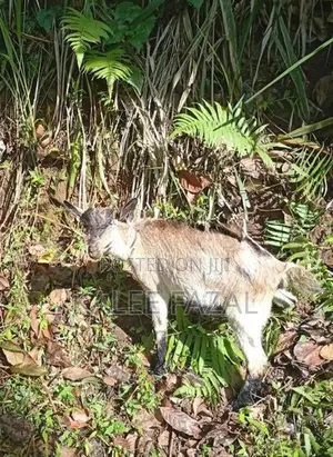 Saanen Goat