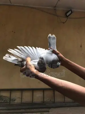 Pigeons