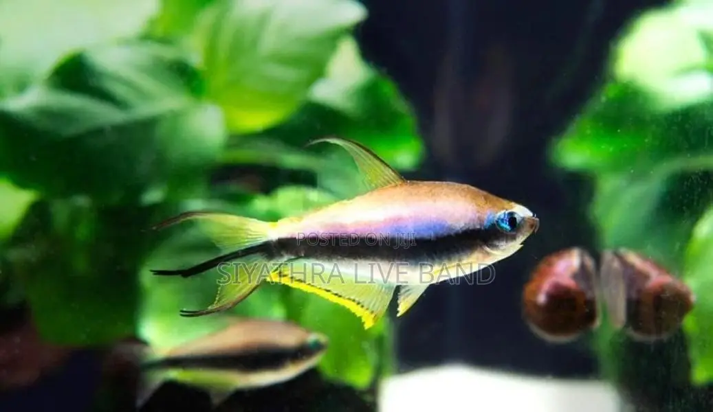 Ember Tetra