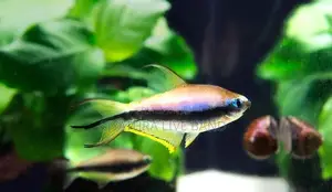 Ember Tetra