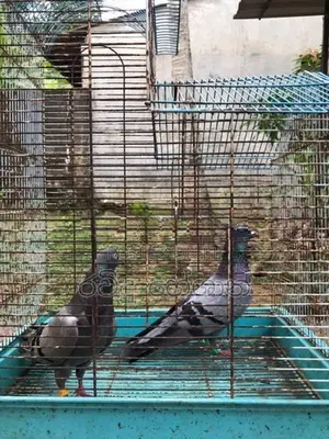Pigeons