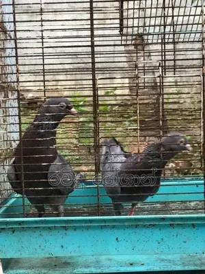 Pigeons