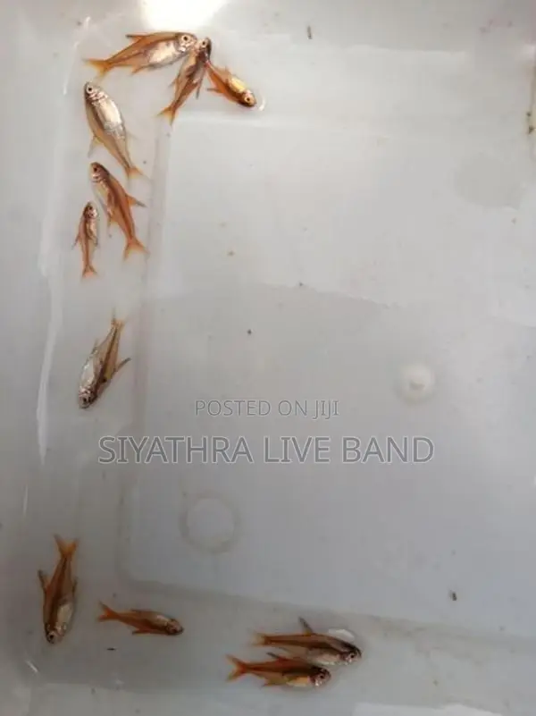 Ember Tetra