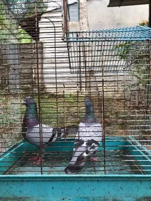 Pigeons