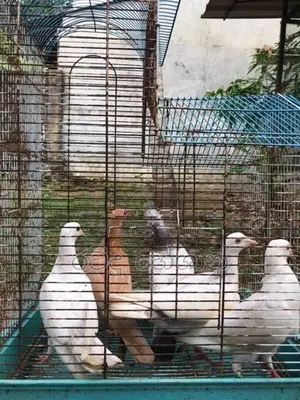 Pigeons