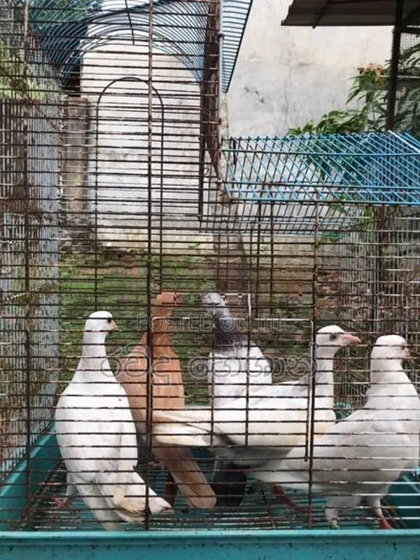 Pigeons