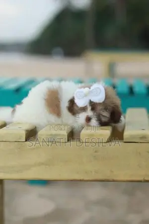 shih tzu පැටව්න්