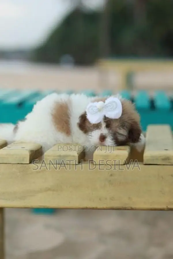 shih tzu පැටව්න්