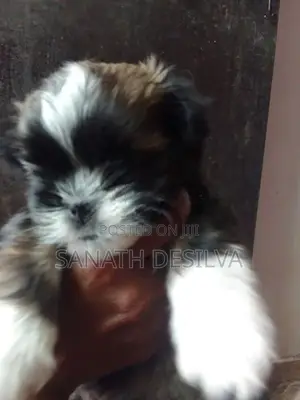 shih tzu පැටව්න්