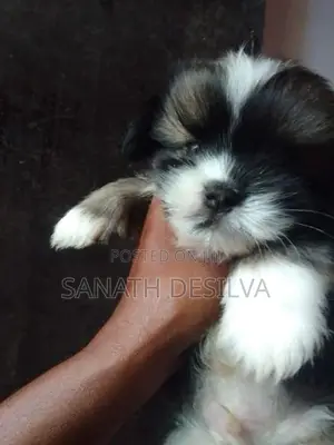shih tzu පැටව්න්