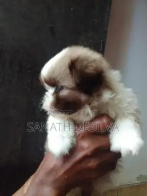 shih tzu පැටව්න්
