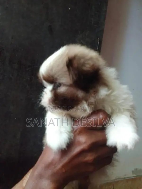 shih tzu පැටව්න්