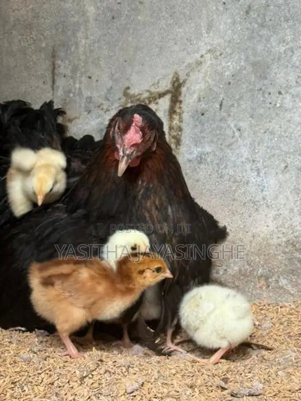 ගම් කුකුල් පැටවු