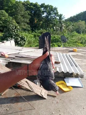 Pigeons