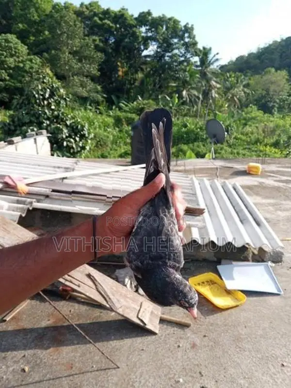 Pigeons