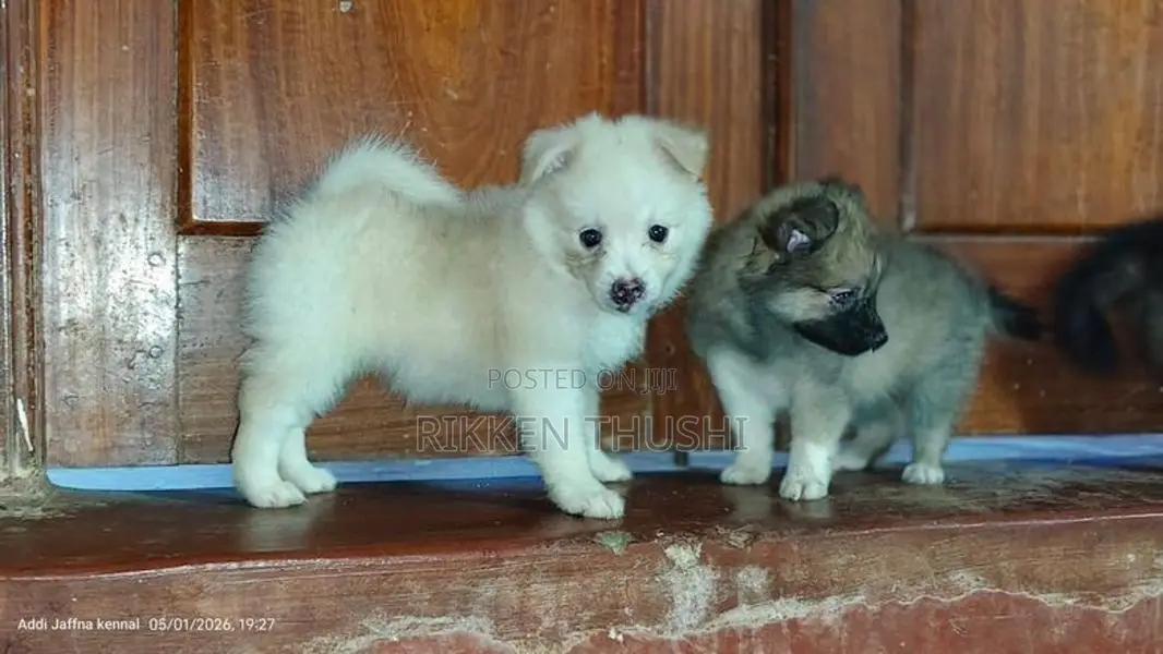 Pomeranian Puppies