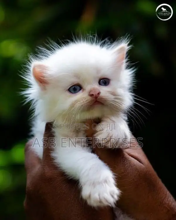 Persian kittens
