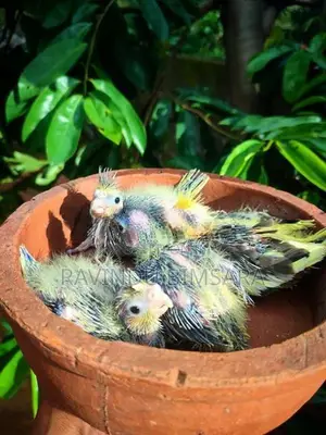 Cockatiel Chicks
